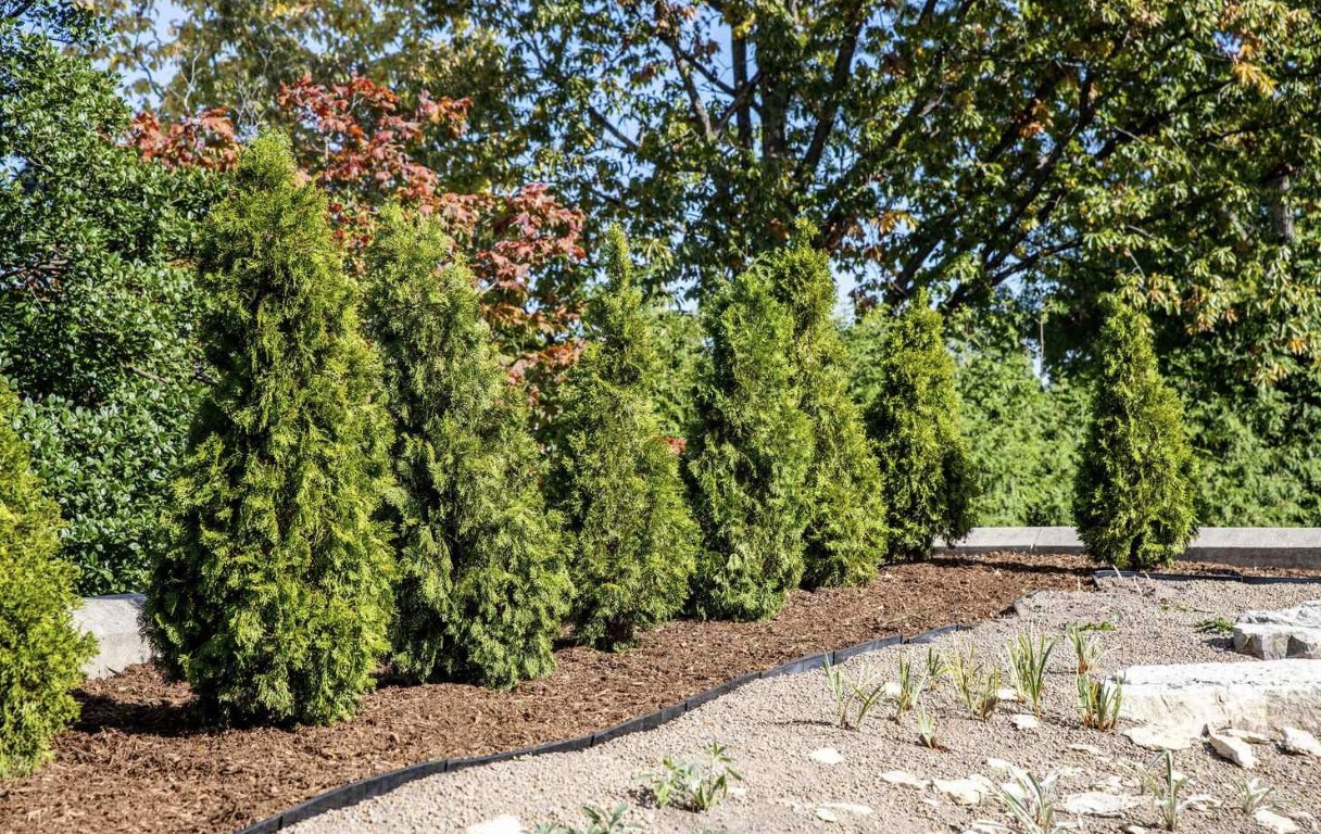 Professional mulch bed with evergreen shrubs and decorative rock border in Irondequoit, NY